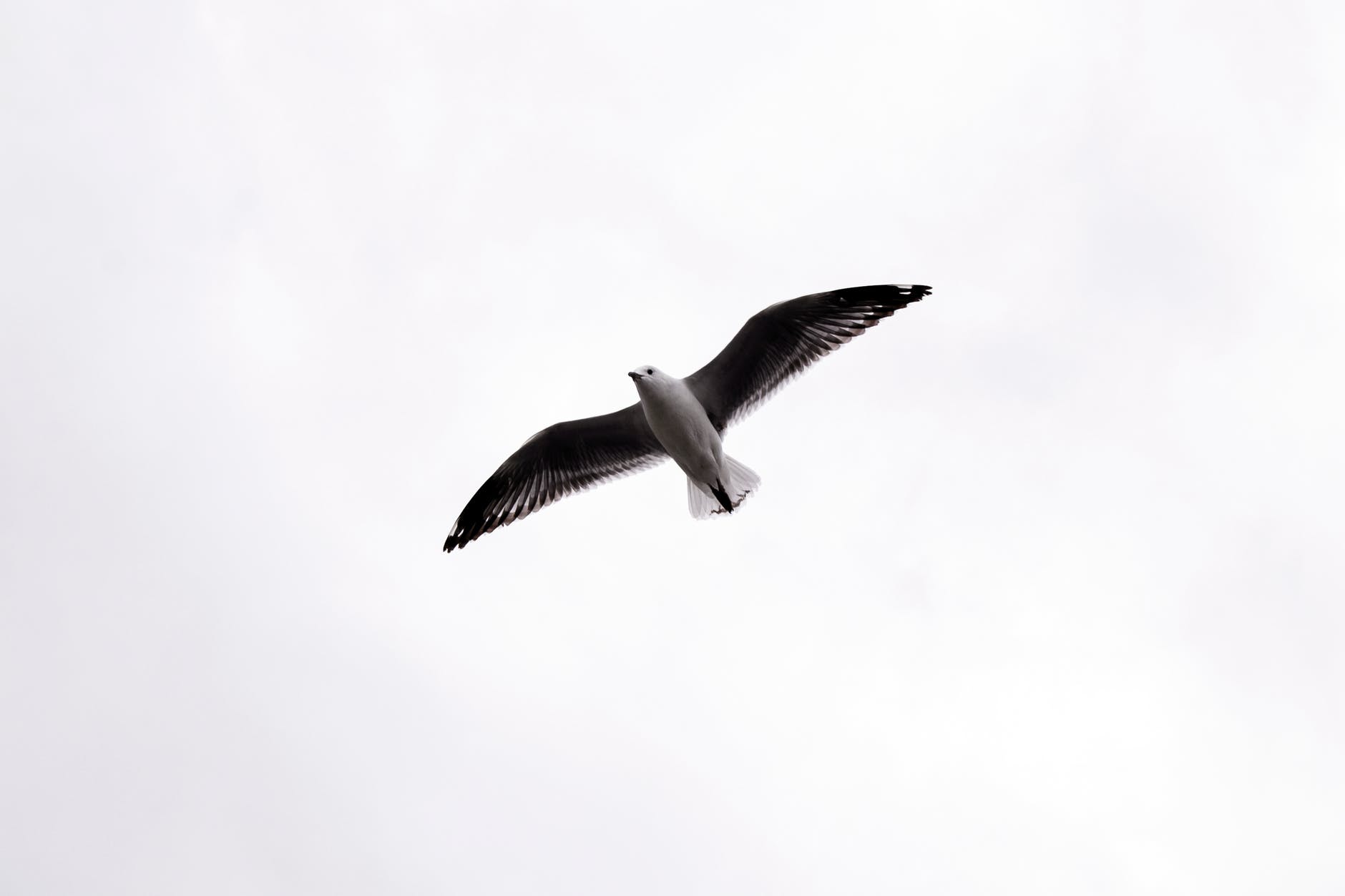 l’arte di apprendere a volare